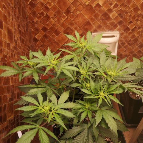 Solomatic CBD 02 growlog timeline photo