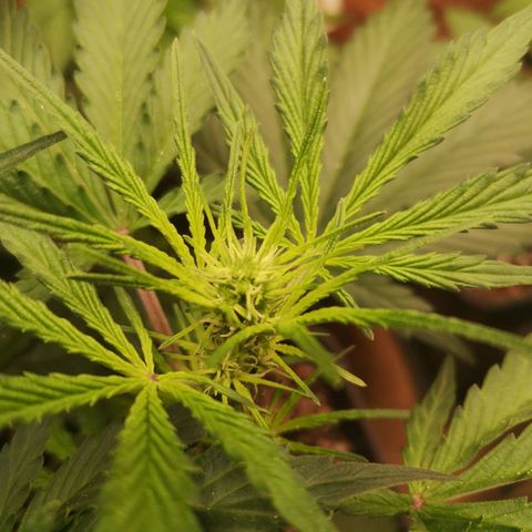 Solomatic CBD 02 growlog timeline photo
