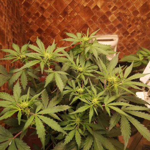 Solomatic CBD 02 growlog timeline photo