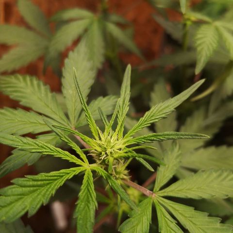 Solomatic CBD 02 growlog timeline photo