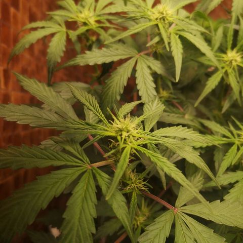 Solomatic CBD 02 growlog timeline photo