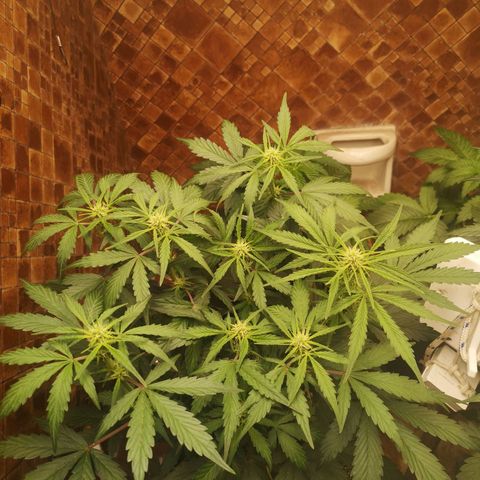 Solomatic CBD 02 growlog timeline photo