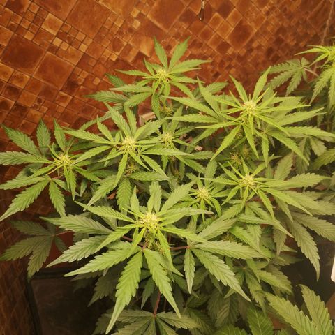 Solomatic CBD 02 growlog timeline photo