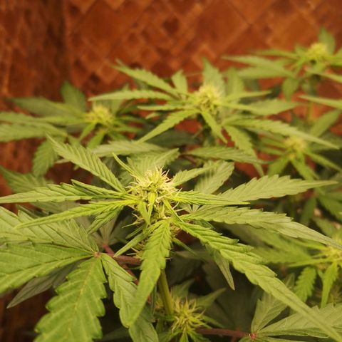 Solomatic CBD 02 growlog timeline photo