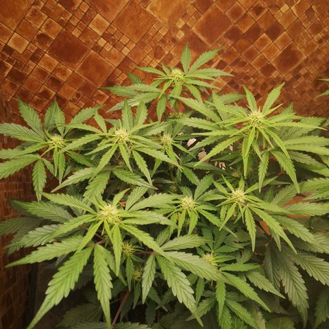 Solomatic CBD 02 growlog timeline photo