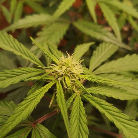Solomatic CBD 02 growlog timeline photo