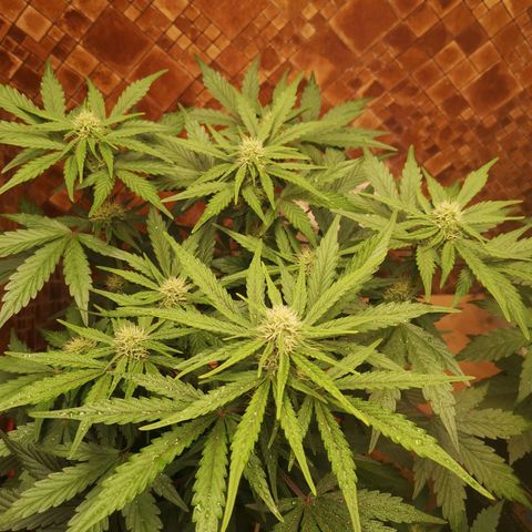 Solomatic CBD 02 growlog timeline photo