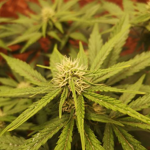 Solomatic CBD 02 growlog timeline photo