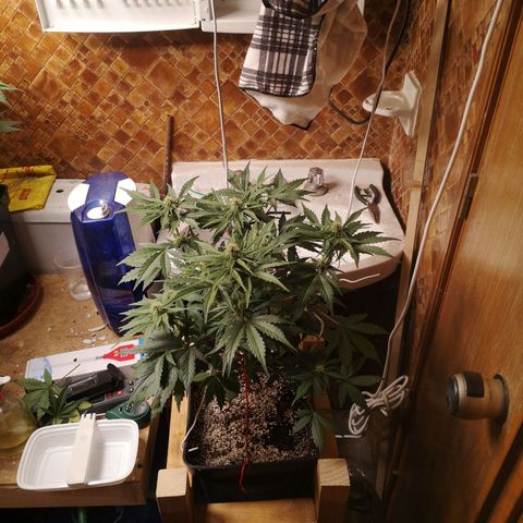 Solomatic CBD 02 growlog timeline photo
