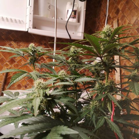 Solomatic CBD 02 growlog timeline photo