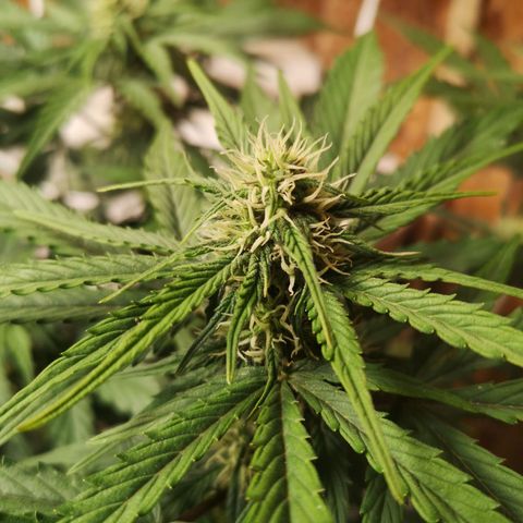 Solomatic CBD 02 growlog timeline photo