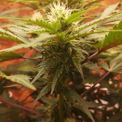 Solomatic CBD 02 growlog timeline photo