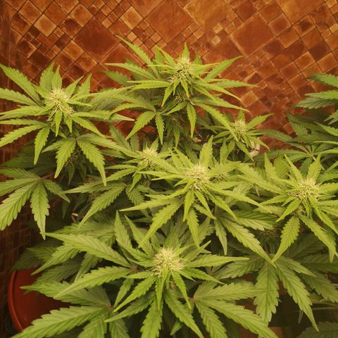 Solomatic CBD 02 growlog timeline photo
