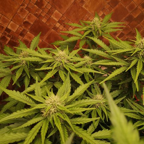 Solomatic CBD 02 growlog timeline photo