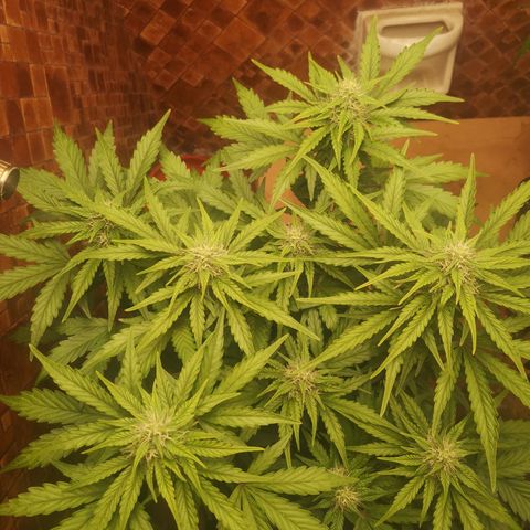 Solomatic CBD 02 growlog timeline photo