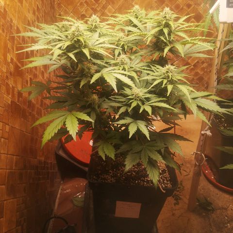 Solomatic CBD 02 growlog timeline photo