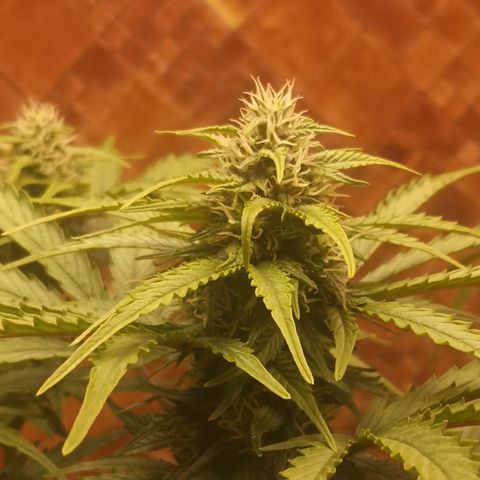 Solomatic CBD 02 growlog timeline photo