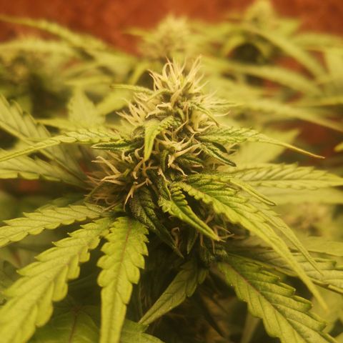 Solomatic CBD 02 growlog timeline photo