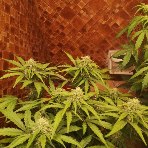 Solomatic CBD 02 growlog timeline photo