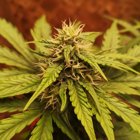 Solomatic CBD 02 growlog timeline photo