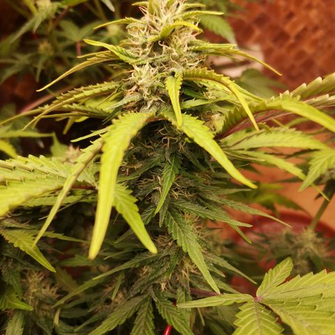 Solomatic CBD 02 growlog timeline photo