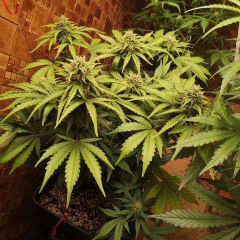 Solomatic CBD 02 growlog timeline photo