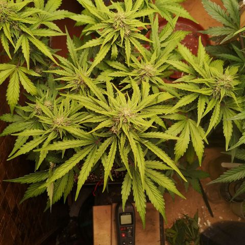 Solomatic CBD 02 growlog timeline photo