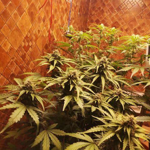 Solomatic CBD 02 growlog timeline photo