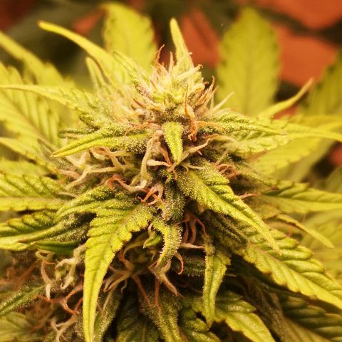 Solomatic CBD 02 growlog timeline photo