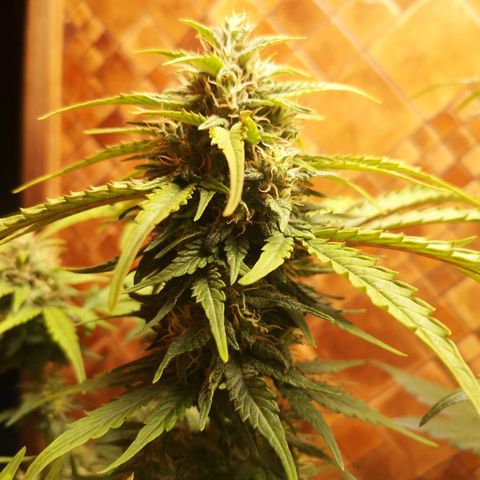 Solomatic CBD 02 growlog timeline photo