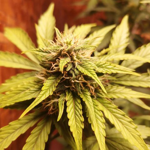 Solomatic CBD 02 growlog timeline photo