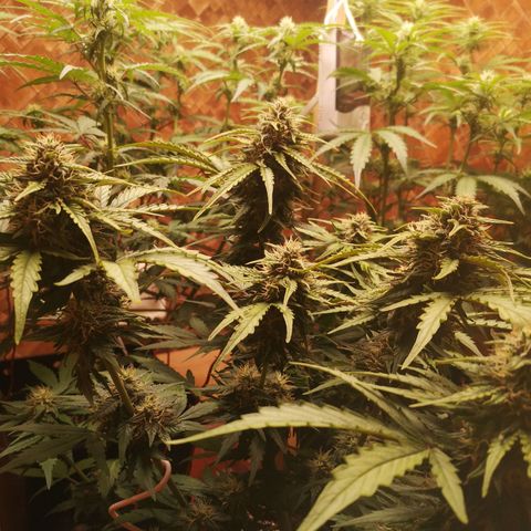 Solomatic CBD 02 growlog timeline photo