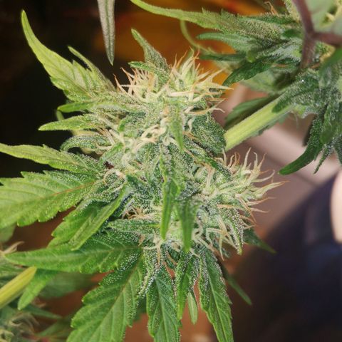 Solomatic CBD 02 growlog timeline photo