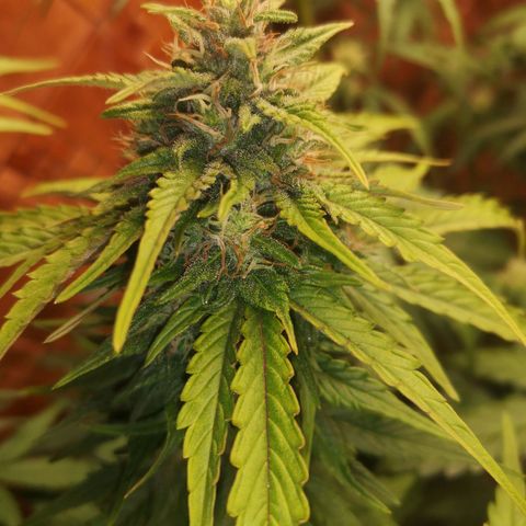 Solomatic CBD 02 growlog timeline photo