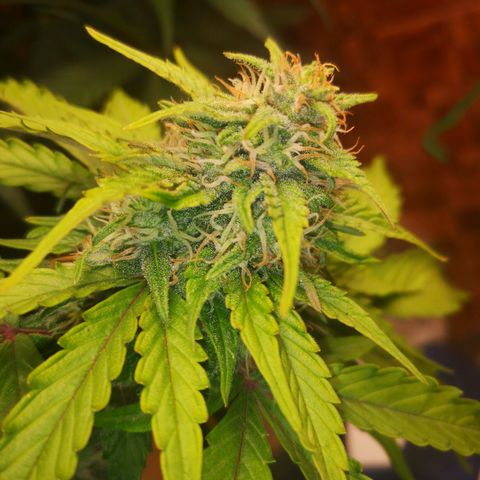 Solomatic CBD 02 growlog timeline photo