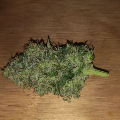 Solomatic CBD 02 growlog timeline photo