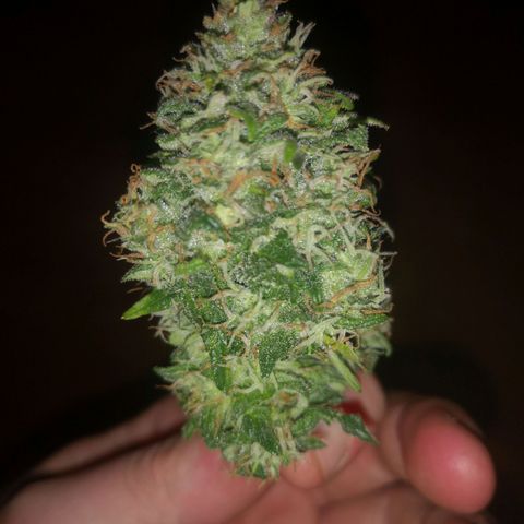 Solomatic CBD 02 growlog timeline photo