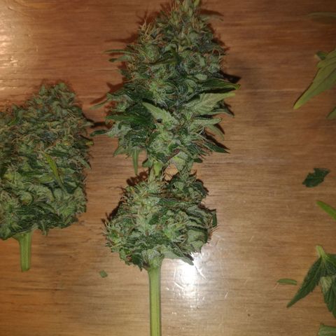 Solomatic CBD 02 growlog timeline photo