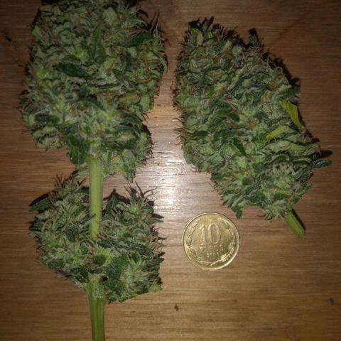 Solomatic CBD 02 growlog timeline photo