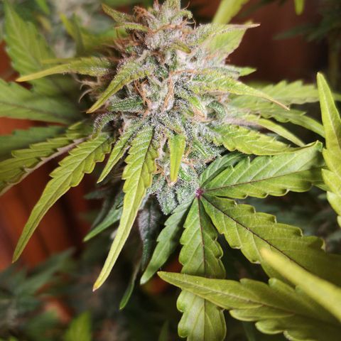 Solomatic CBD 02 growlog timeline photo