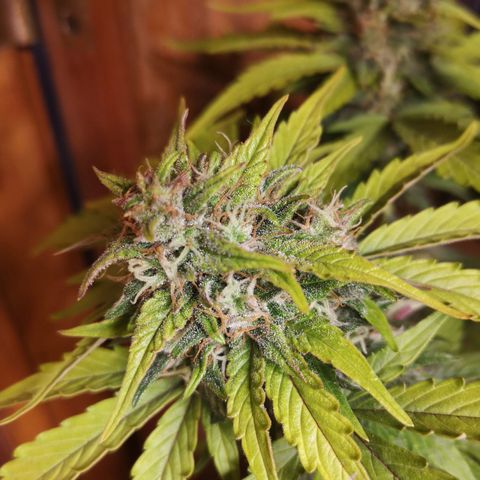 Solomatic CBD 02 growlog timeline photo