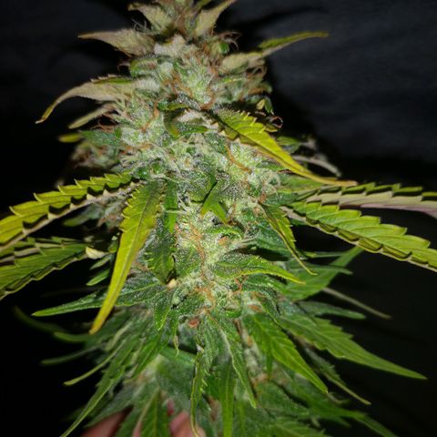 Solomatic CBD 02 growlog photo: Se cosechan 3 ramas más. 