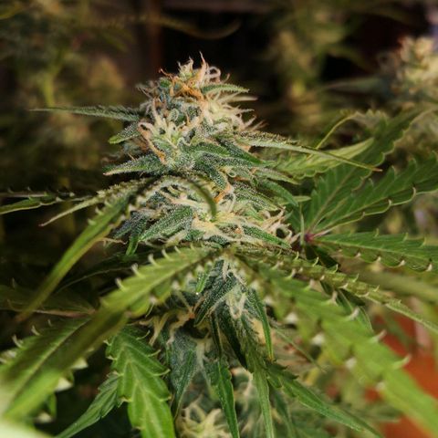 Solomatic CBD 02 growlog photo: Se cosechan 3 ramas más. 