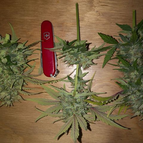 Solomatic CBD 02 growlog photo: Se cosechan 3 ramas más. 