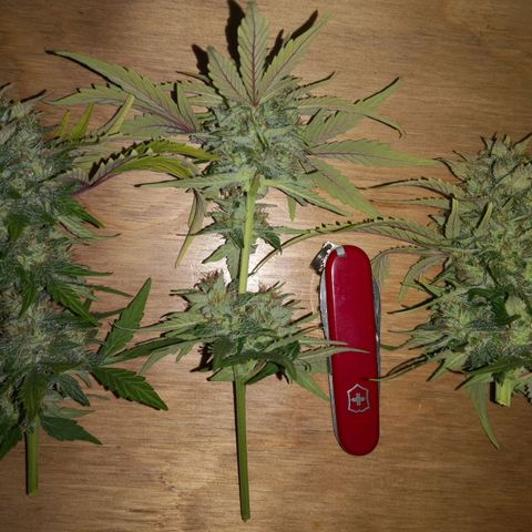 Solomatic CBD 02 growlog photo: Se cosechan 3 ramas más. 