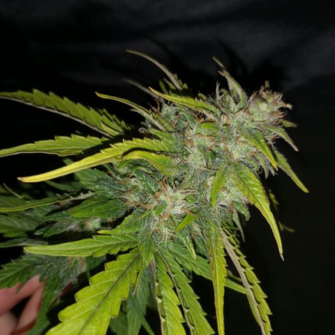 Solomatic CBD 02 growlog photo: Se cosechan 3 ramas más. 