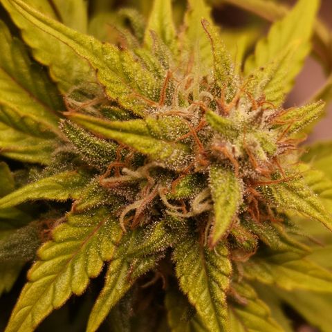 Solomatic CBD 02 growlog timeline photo