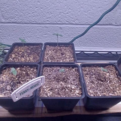 Mac 1 X Sonia Girl #3 growlog photo: 2 weeks Mac 1 X Sonia Girl