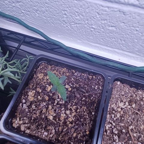 Mac 1 X Sonia Girl #3 growlog photo: 2 weeks Mac 1 X Sonia Girl