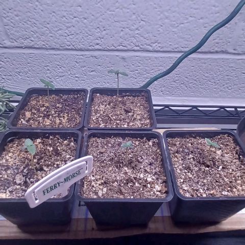 Mac 1 X Sonia Girl #3 growlog photo: 2 weeks Mac 1 X Sonia Girl